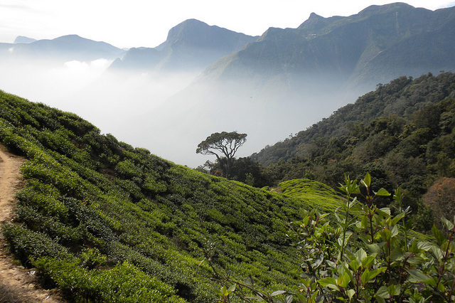 Munnar Kerala Tour Package Site Munnar Kerala Tour Package Site