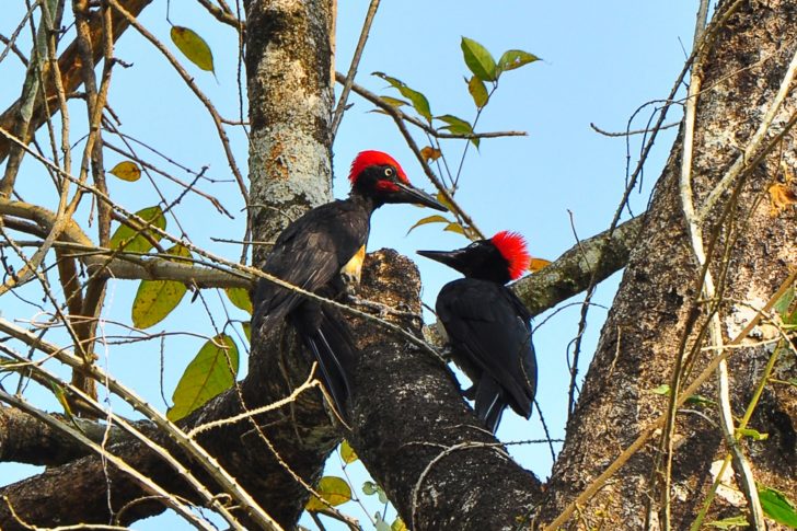 Tattekad Bird Sanctuary Kerala Tour Package Site Tattekad Bird Sanctuary Kerala Tour Package Site