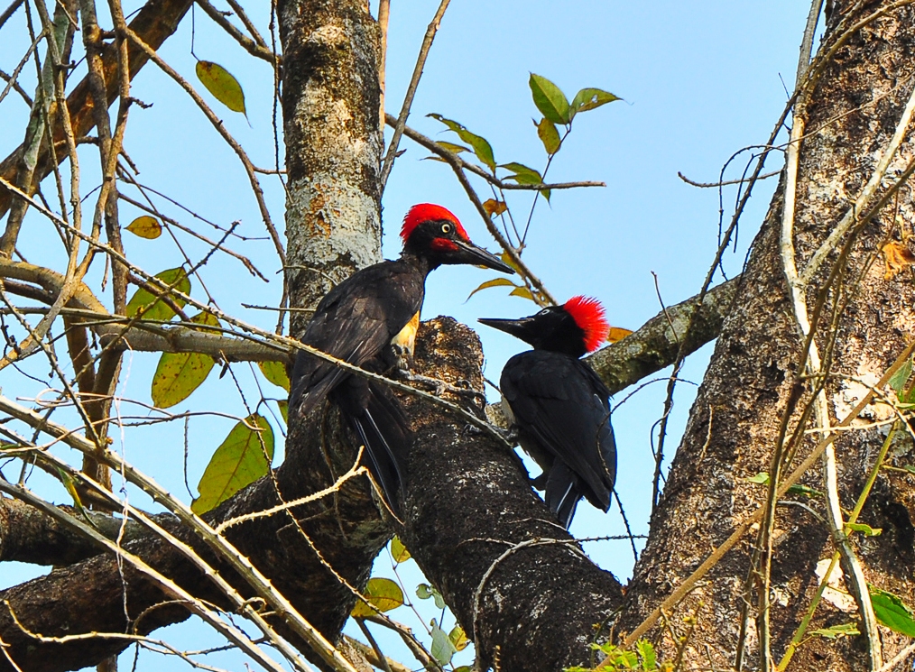 Tattekad Bird Sanctuary Kerala Tour Package Site